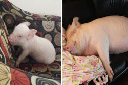 Este casal pensou que tinha adotado um mini porco, mas se converteu em 300 quilos de ternura