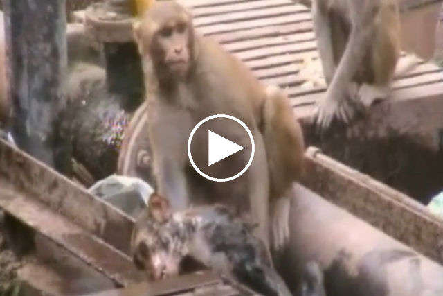 Um macaco salva a vida de outro eletrocutado entre as linhas de trem