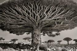 Fotógrafa passa 14 anos viajando por todo mundo em busca das árvores mais antigas e estranhas