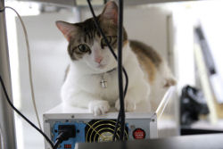 Empresa japonesa enche escritório com gatos para diminuir estresse dos funcionários e melhorar a produtividade