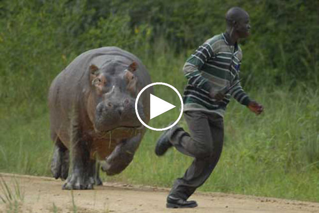 Confira só o tamanho e a velocidade deste hipopótamo