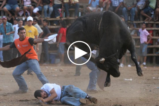 Touradas na Costa Rica: ninguém pode ferir o touro, mas o animal pode matar qualquer um
