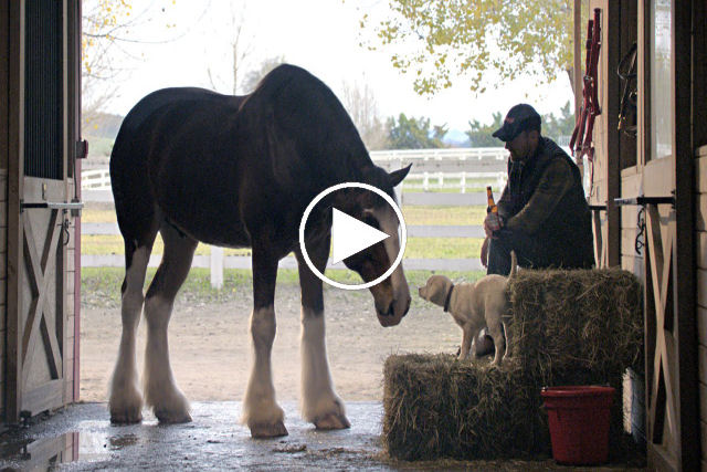 Cavalos clydesdale salvam cãozinho de um ataque de lobo no comercial da Budweiser para o Super Bowl