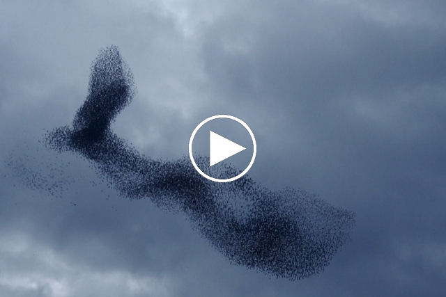 Murmúrios de sintonia fractal: o voo de uma névoa de estorninhos como nunca vimos antes