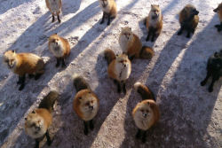 Este santuário para raposas no Japão é um dos lugares mais adoráveis do planeta