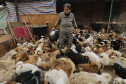 Idosas chinesas acordam às 4:00 todos os dias para cuidar de 1.300 cães vita-latas