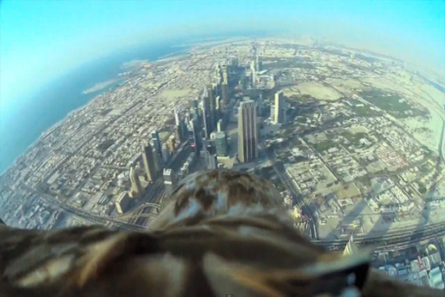 Câmera acoplada a águia mostra Dubai vista do alto
