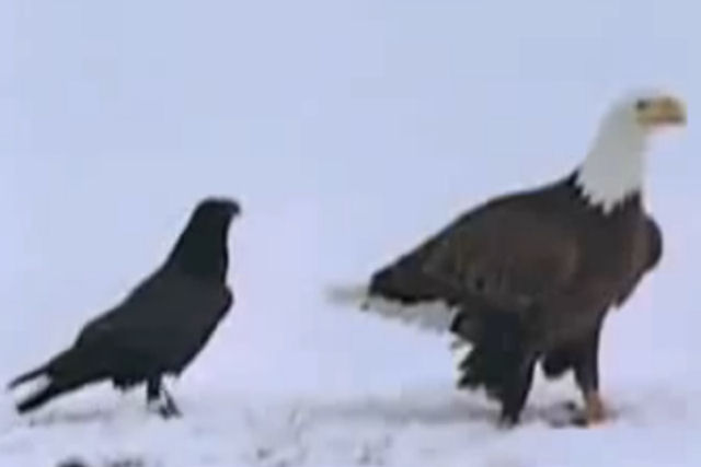 Saiba porque dificilmente um corvo passa fome vendo este vídeo
