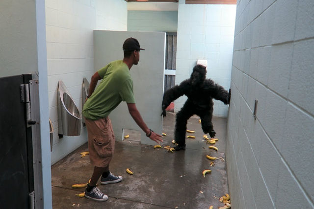 Pegadinha do gorila no banheiro público