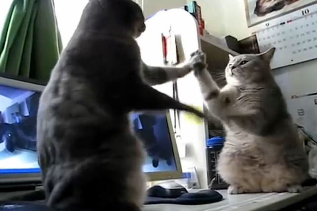Veja estes dois gatos brincando de bater palminhas e discutindo
