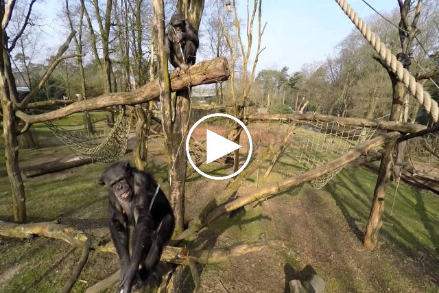 Chimpanzé mal-humorado derruba um drone com paulada