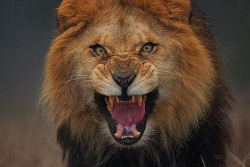 Fotógrafo tira fotos de um leão enfurecido segundos antes dele atacar