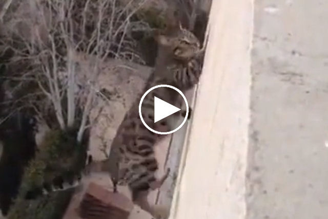 Gato cai do terraço de um prédio, cai em pé e ainda foge de um cachorro
