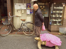 O homem mais paciente do mundo passeia com sua tartaruga gigante pelas ruas de Tóquio