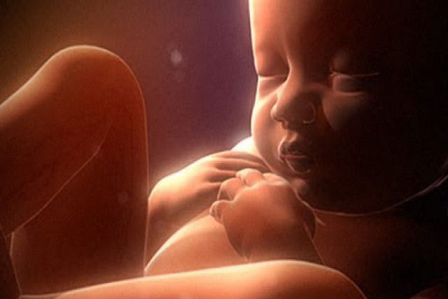 Vida no ventre: a história e desenvolvimento do feto no útero