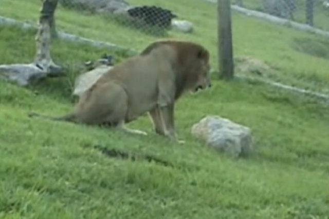 Após 13 anos preso em uma jaula de circo, leão pisa a grama pela primeira vez