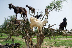 As cabras arvoristas do Marrocos