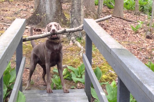 Cão esperto descobre como carregar uma grande vara através de uma ponte estreita