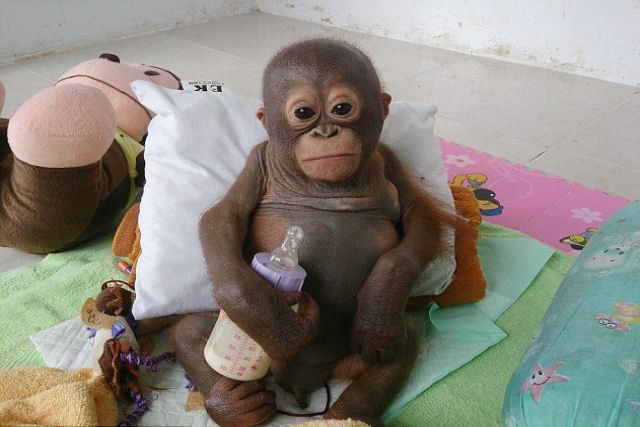Budi, o bebê orangotango recebe carinho após sofrer meses de negligência