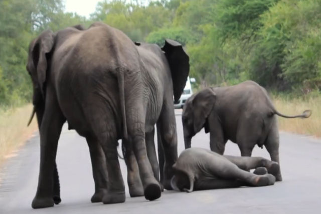 Família de elefantes ajuda filhote que desmaiou no meio da estrada