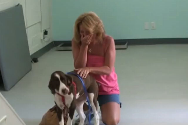 Cão deficiente caminha novamente após a reabilitação