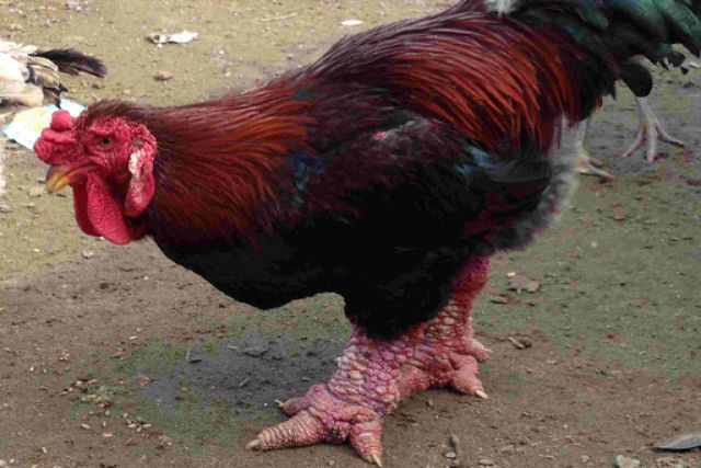 Cara galinha vietnamita tem as pernas mais estranhas que voc j viu