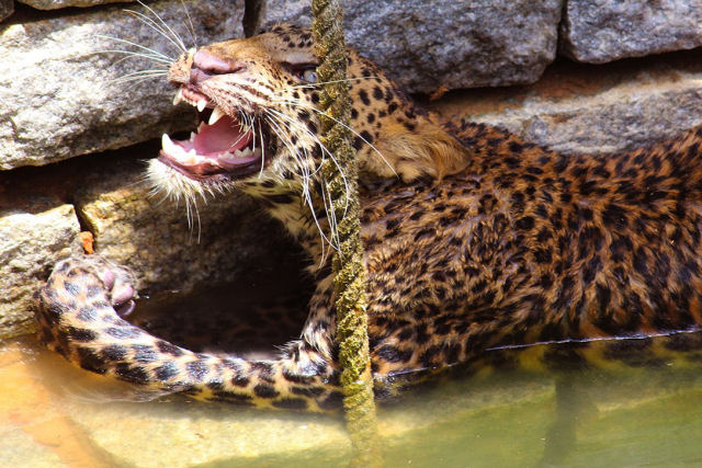 Veja as incríveis imagens de um leopardo sendo resgatado de um poço na Índia
