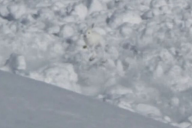 Coelho adentra acidentalmente em avalanche de neve e sobrevive!