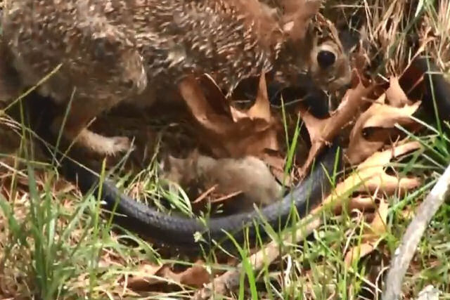 Coelha batalha com cobra depois que ela ataca seus filhotes