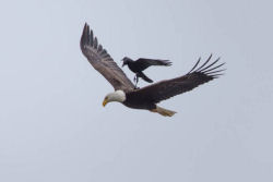 Fotos únicas de um corvo pegando carona em uma águia em pleno vôo