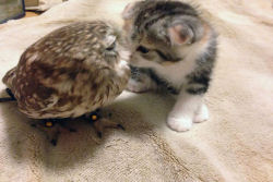 Um gatinho e um filhote de coruja são os melhores amigos em um café japonês