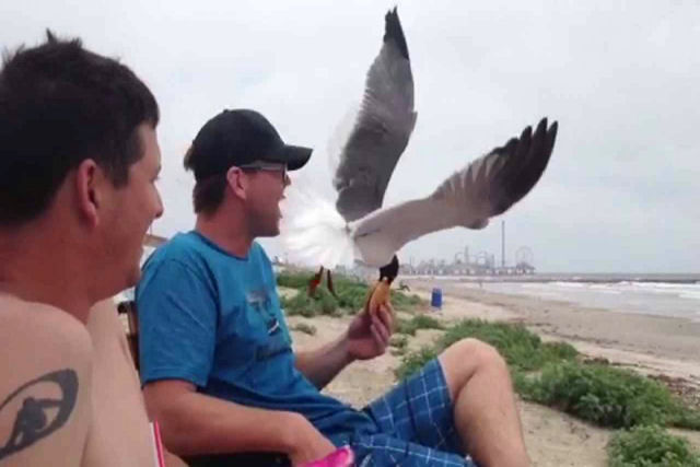 Nunca confie em uma gaivota, essa compilação demonstra o porquê