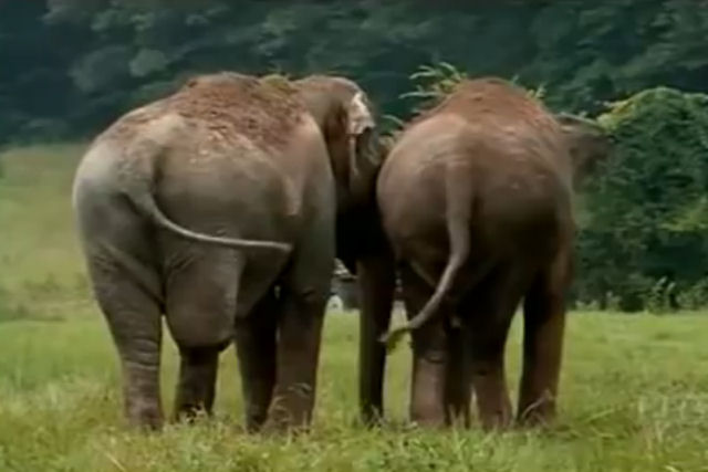 O emocionante reencontro de duas elefantas após 20 anos vai te deixar sem palavras