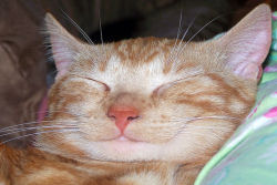 Os 22 gatos mais sorridentes da Internet