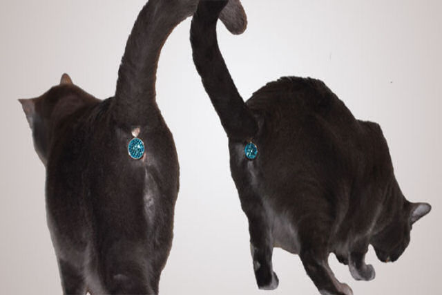 Este acessório oculta o furico de seu gato com uma jóia reluzente