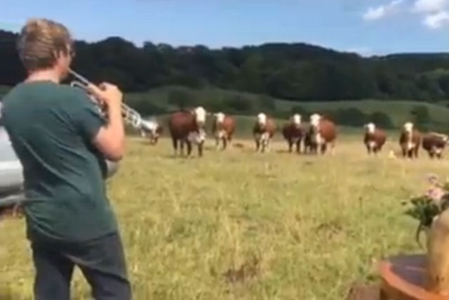 Vacas vêm correndo quando ouvem este homem tocando seu trompete
