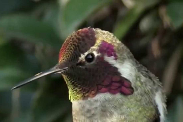 Incrível colibri muda de cor diante de seus olhos