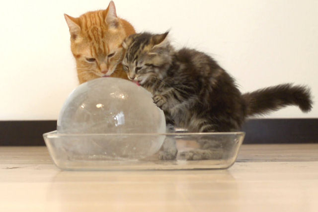 A última novidade  em entretenimento para gatos: bolas de gelo
