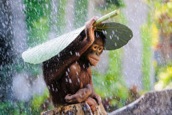 15 animais utilizando guarda-chuvas naturais