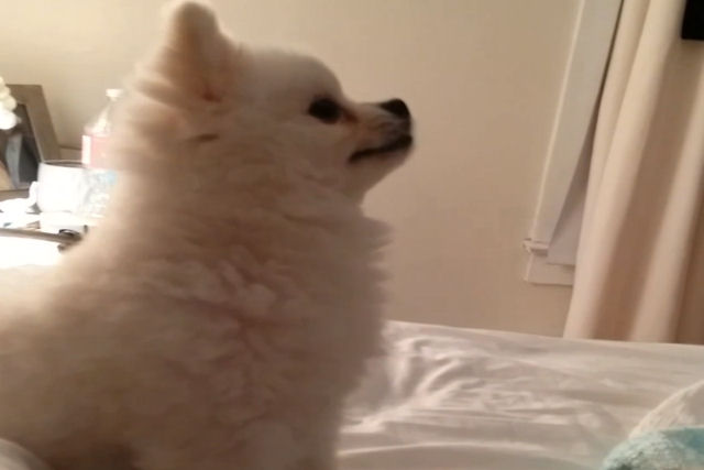 Um cão reina no Youtube com seu estranho espirro