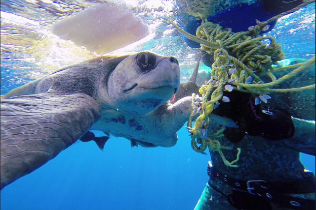 Mergulhador salva tartaruga-marinha presa em corda e sua reação é impagável