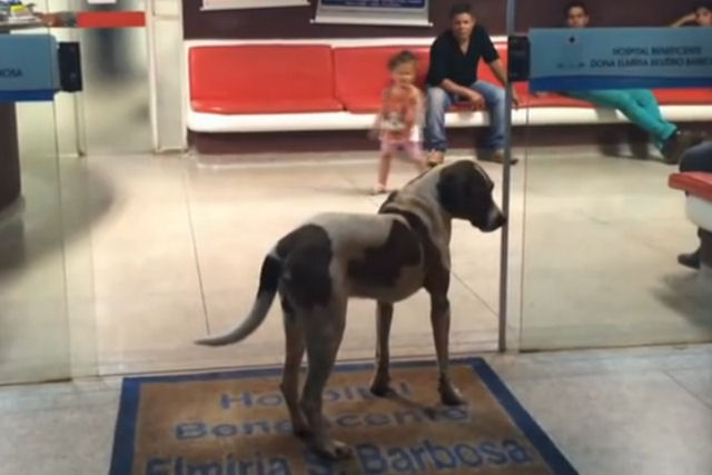 Este cão esperou sua dona 3 dias na porta de um hospital