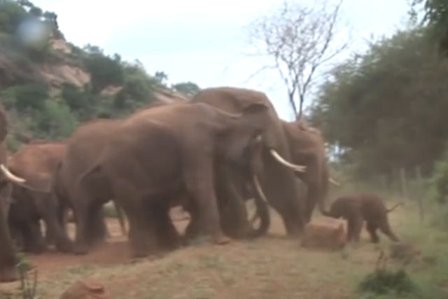 Elefante retorna ao santuário para dar à luz sua segunda filha