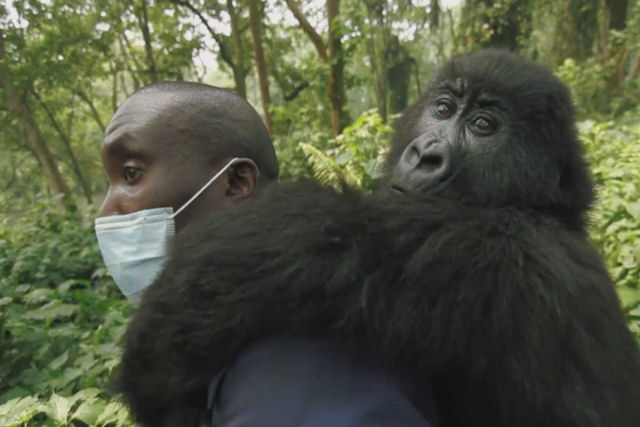 Homens arriscam suas vidas para proteger gorilas da montanha órfãos