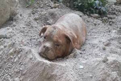 Alguém enterrou esta cadela viva pensando que ninguém a encontraria