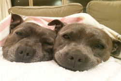 Adoráveis bull terriers têm festas do pijama e adoram dormir de conchinha