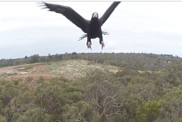Veja o que acontece quando uma águia e um drone se encontram frente a frente