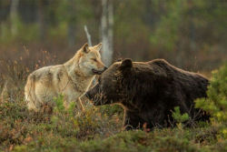 A insólita amizade entre um lobo e um urso documentada por um fotógrafo finlandês