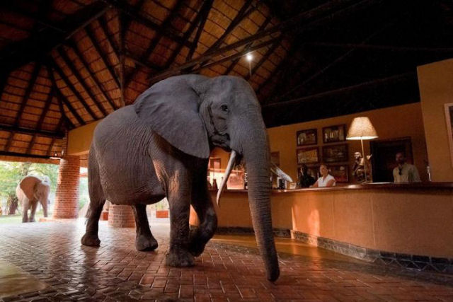 Os elefantes do Hotel Mfuwe