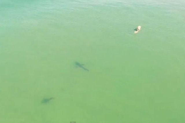 Quadricóptero registra tubarões nadando perigosamente perto de surfistas